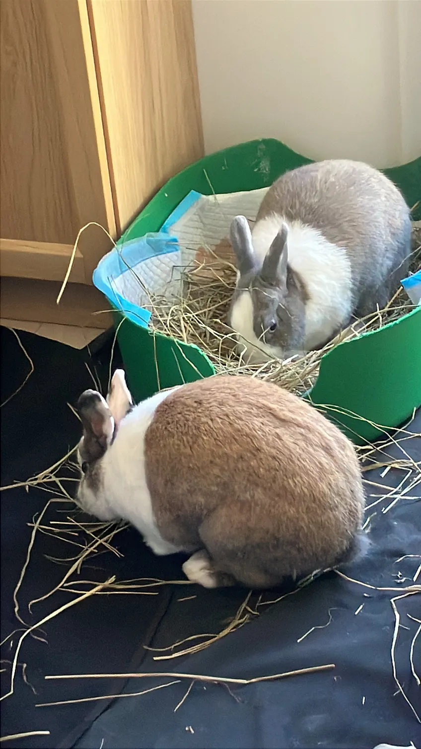 Signes de bien-être du lapin