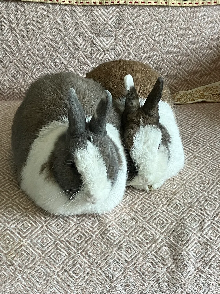 Lapin détendu et allongé dans une position zen