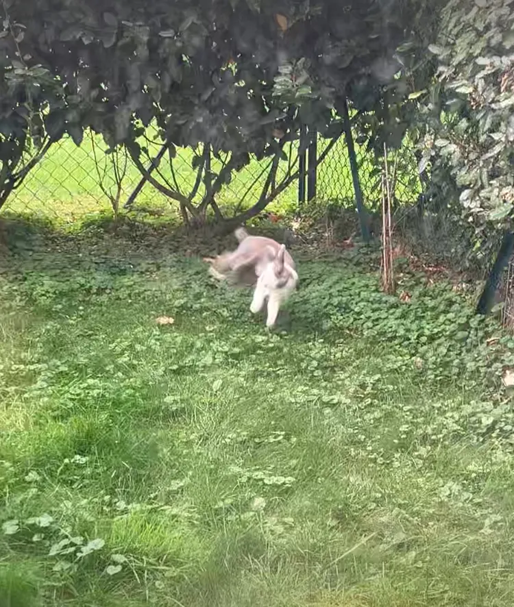 Lapin sautant et faisant des binkies