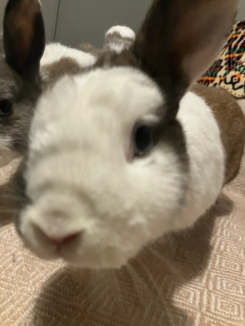 Lapin recevant des caresses affectueuses