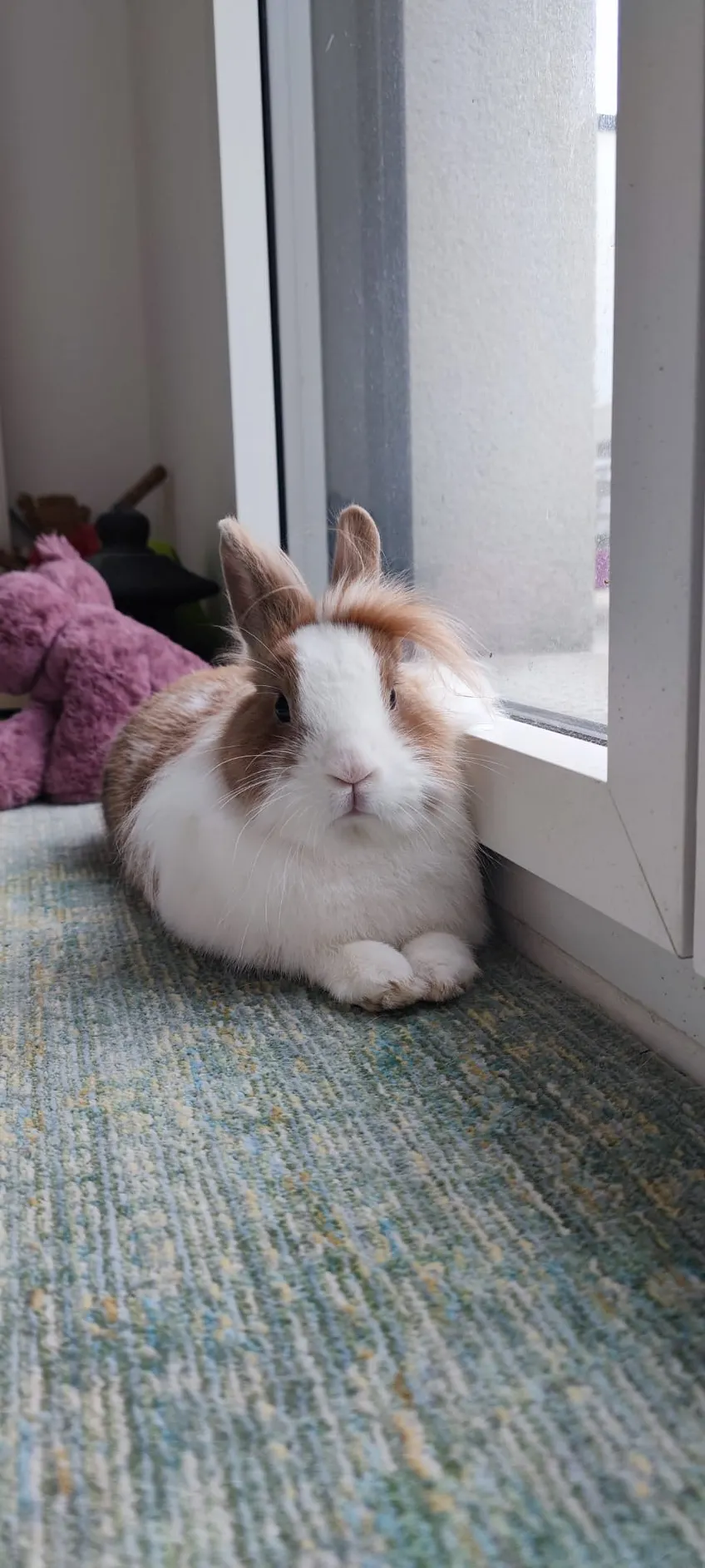 Bien préparer son lapin pour la pension