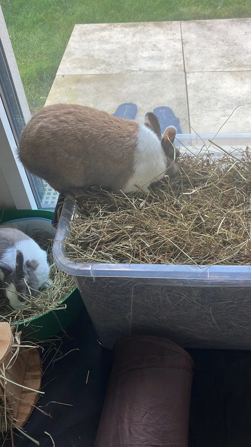 L’alimentation idéale du lapin : équilibre, santé et plaisir au quotidien