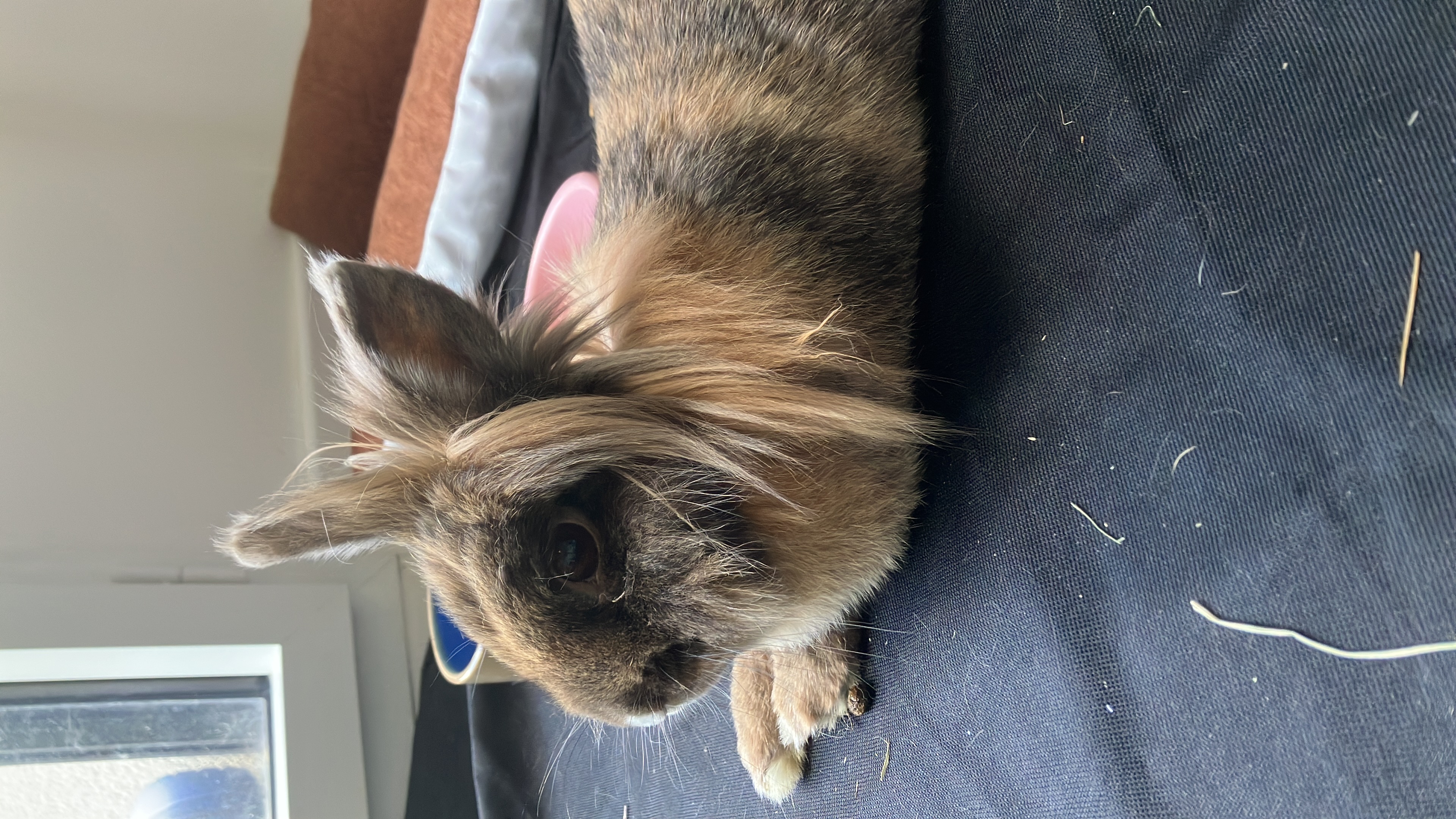 Astuces pour réduire le stress du lapin pendant les vacances