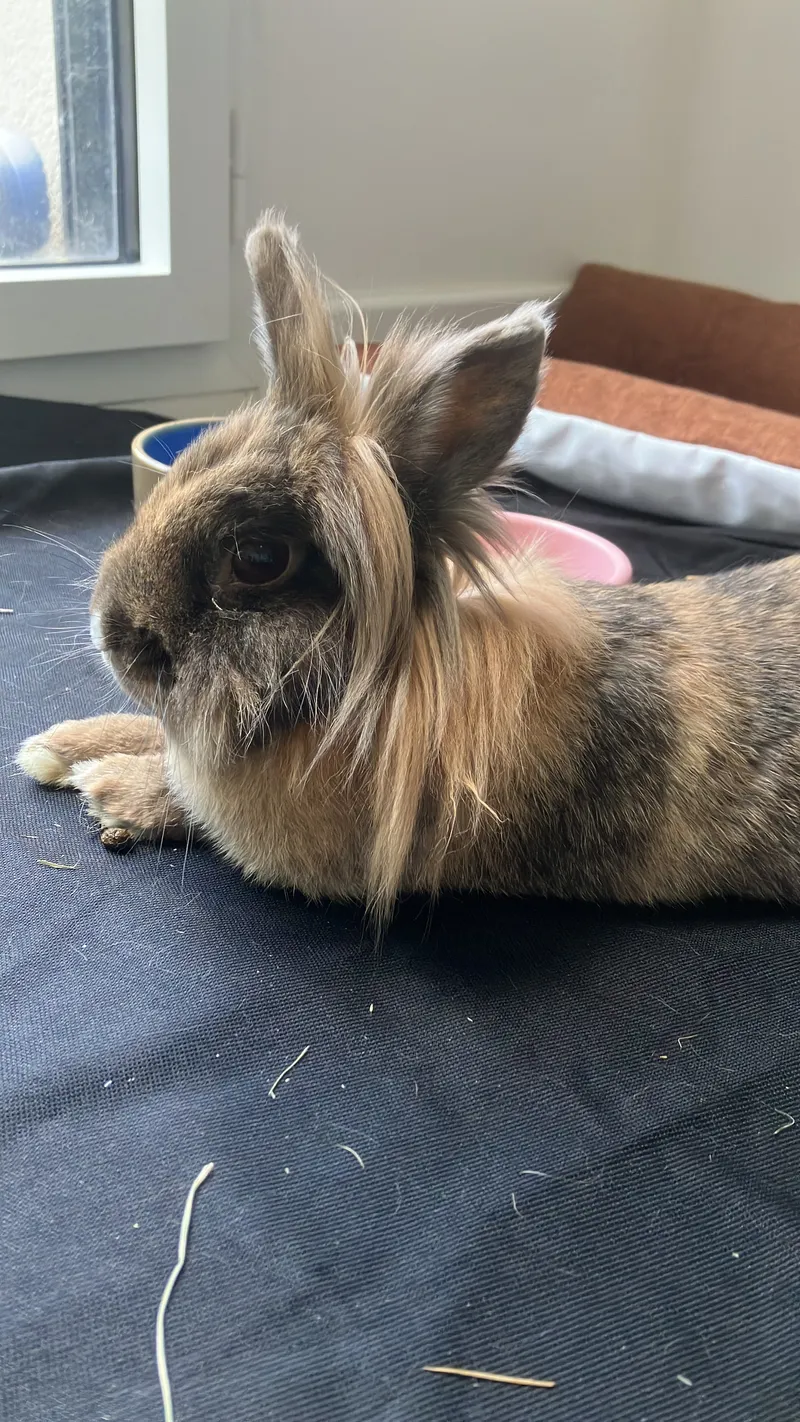 Astuces pour réduire le stress du lapin