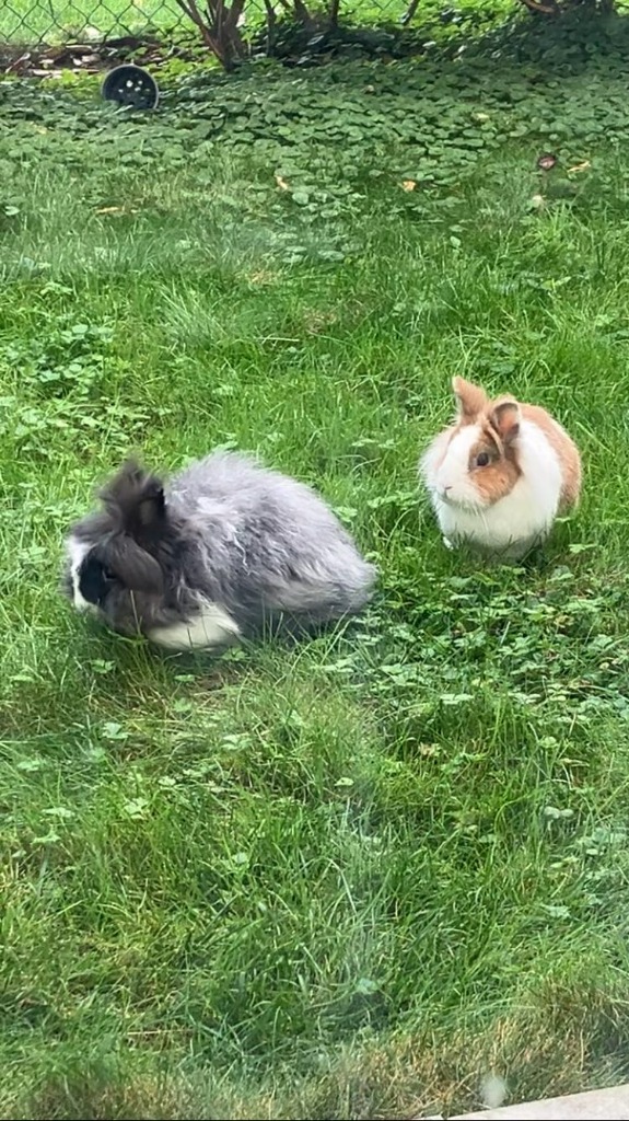 Les meilleures astuces pour garantir le confort de votre lapin en pension