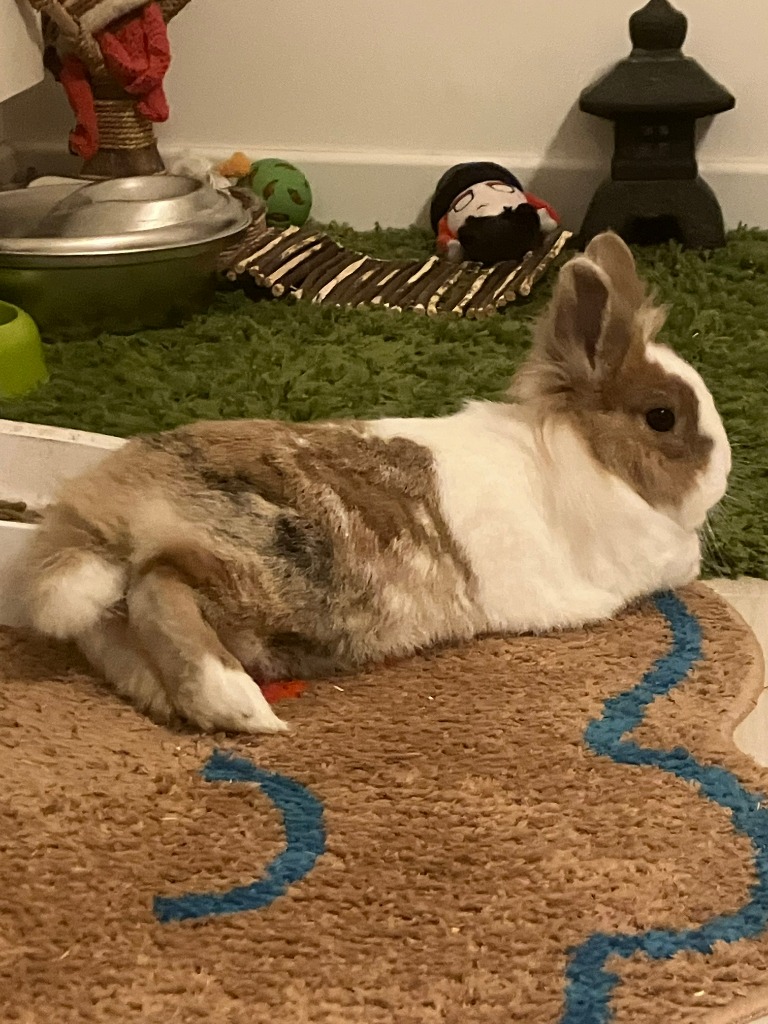 Lapin allongé de tout son long sur un tapis confortable, totalement détendu et serein chez BuraPension