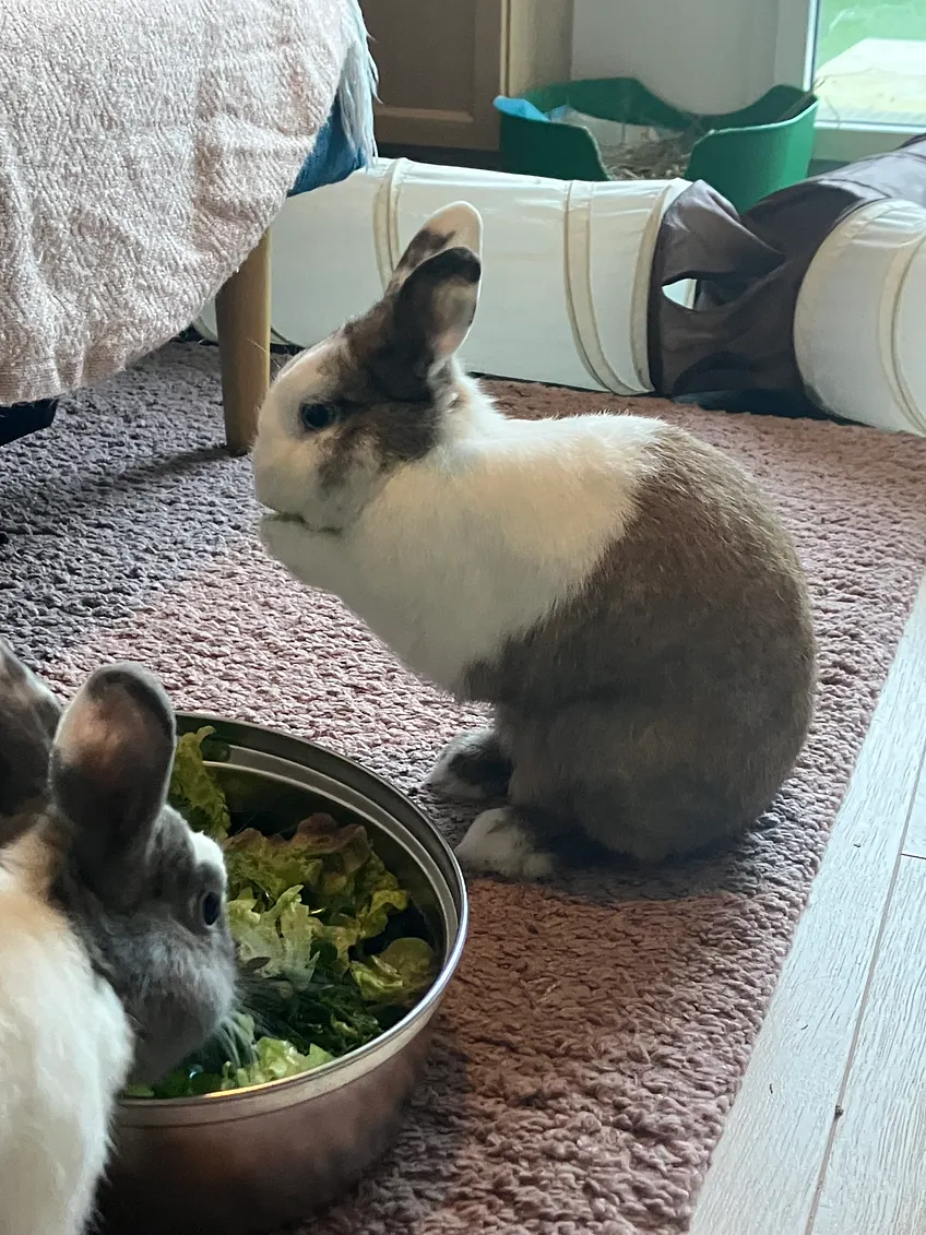 Coup de chaleur chez le lapin : comment le protéger et réagir en urgence