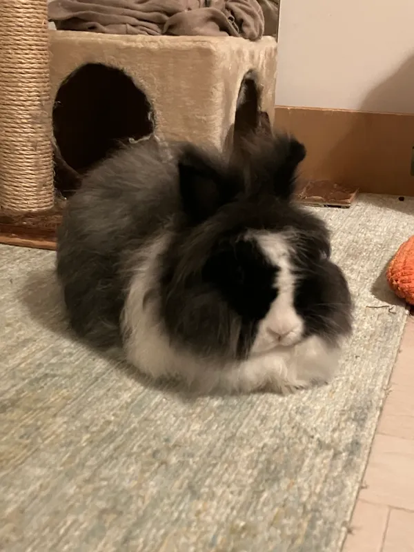 Lapin noir et blanc explorant la chambre
