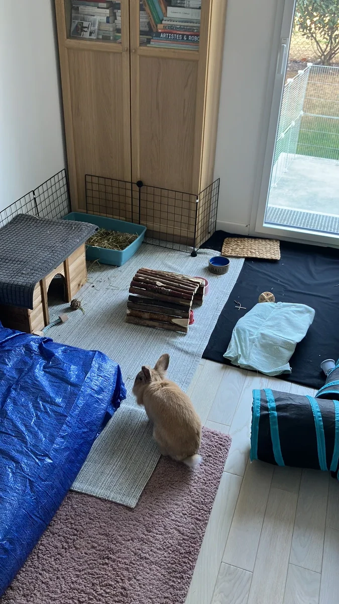 Lapin de compagnie épanoui bénéficiant d'un espace de garde adapté