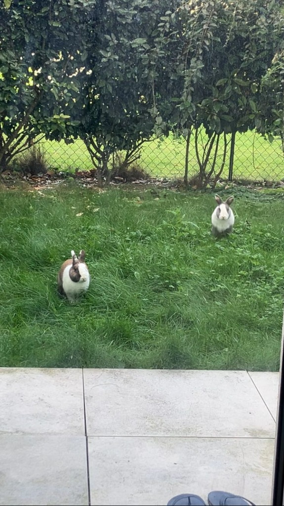 Sortir son lapin dans le jardin : conseils pour une liberté en toute sécurité