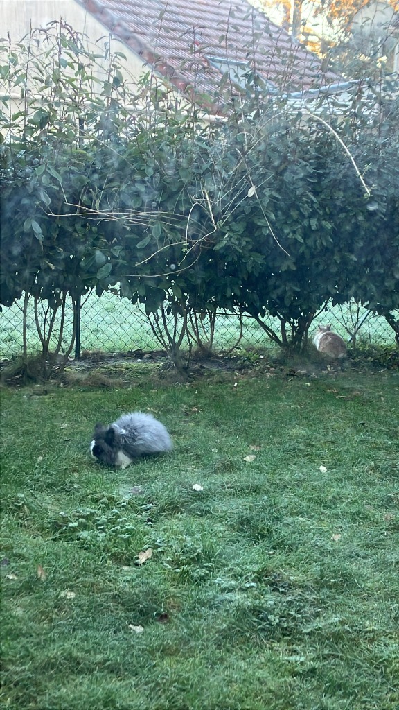 Un lapin angora gris explorant l'herbe du jardin en toute tranquillité