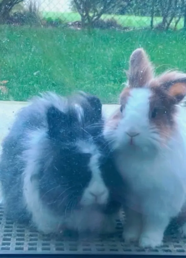 Lapin en liberté chez BuraPension