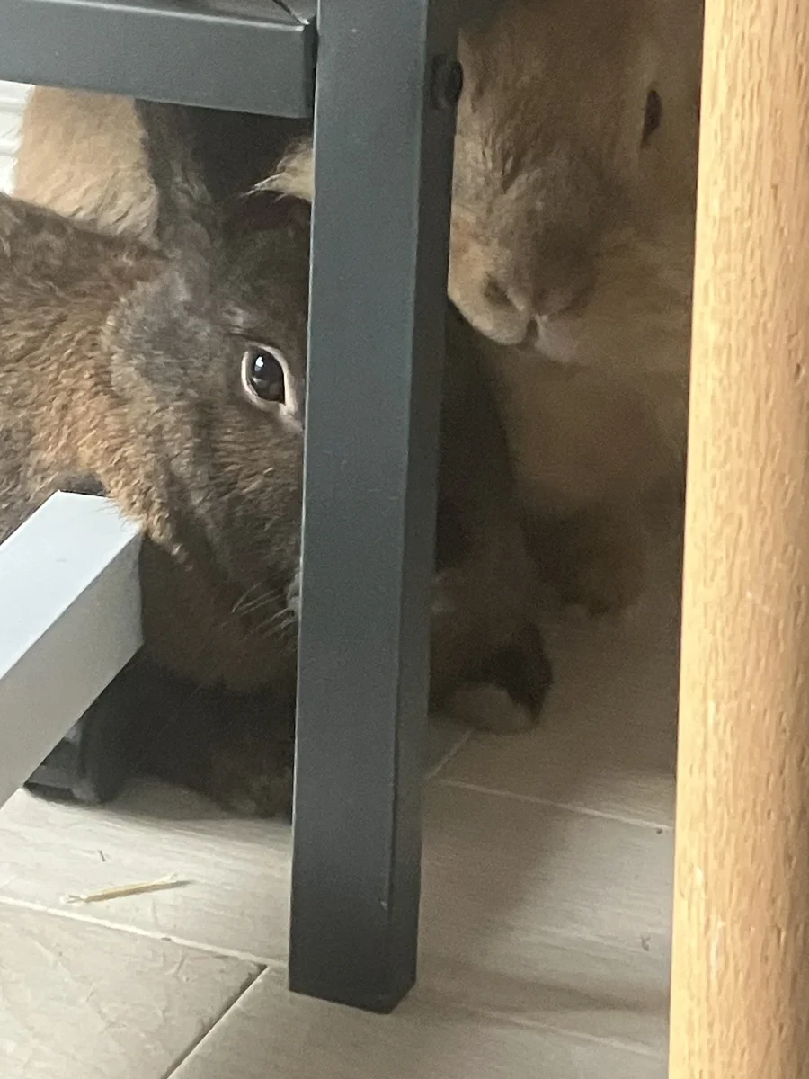 Visite à domicile par un pet-sitter pour prendre soin du lapin dans son cadre habituel