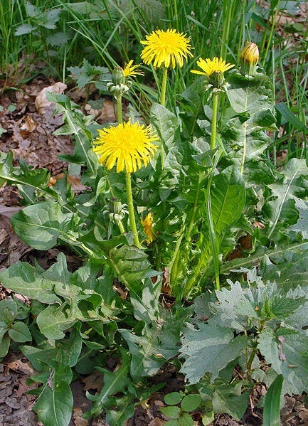 Les plantes sauvages bénéfiques pour votre lapin : guide de cueillette et bienfaits naturels