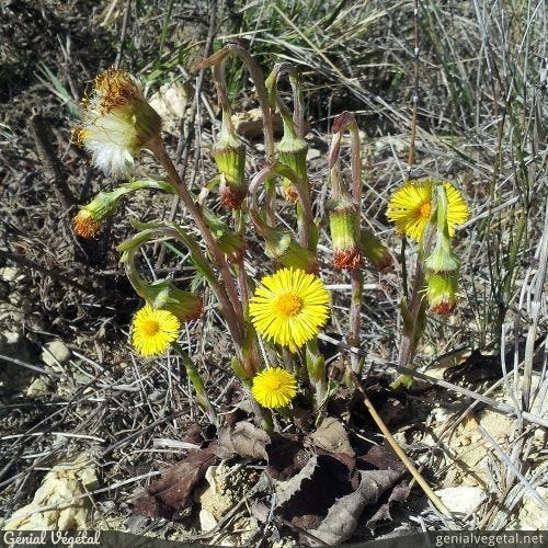 Fleurs jaunes de tussilage