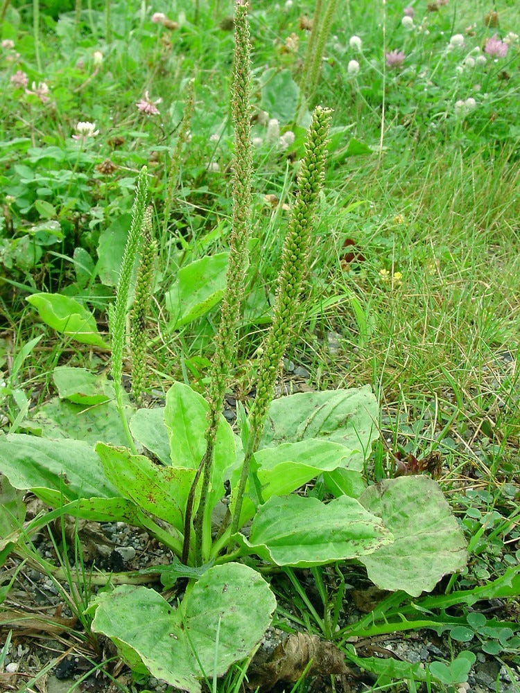 Plantain sauvage avec grandes feuilles nervurées