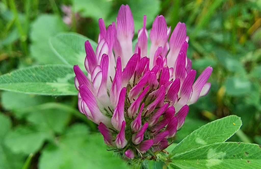 Fleur de trèfle violet en gros plan