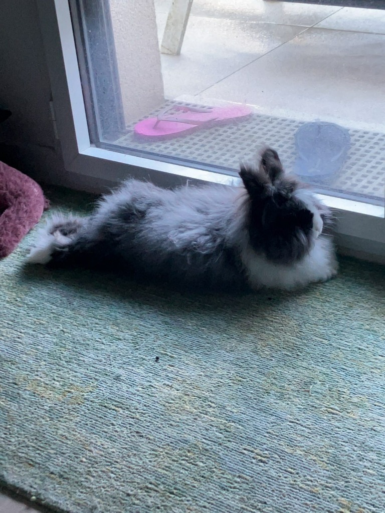 Propreté et nettoyage de la chambre de votre lapin : Guide complet