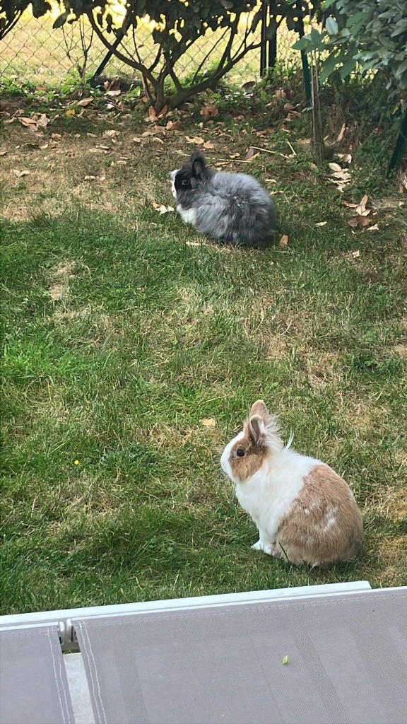 Faire rentrer son lapin du jardin : astuces pour un retour en douceur